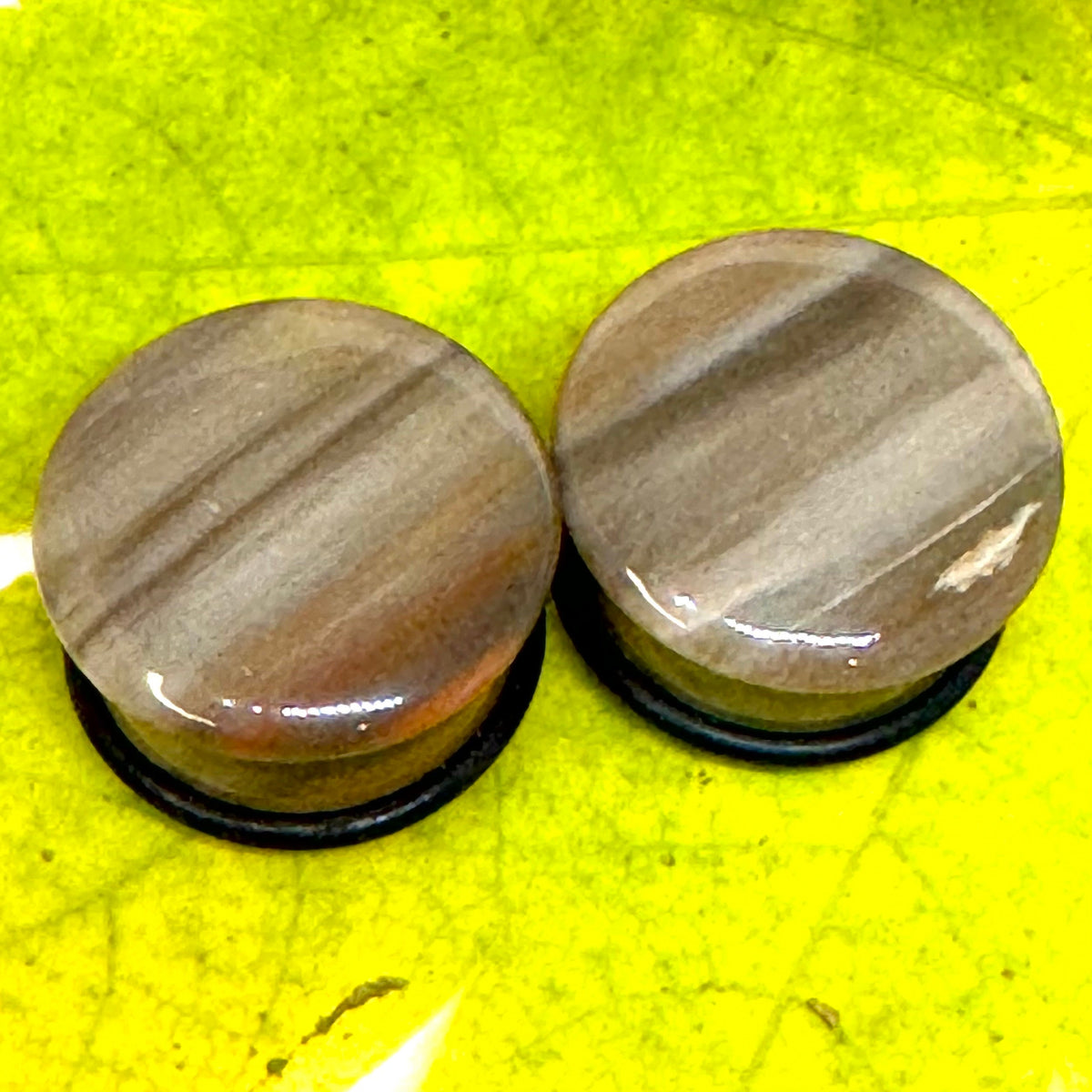 OOAK Petrified Wood Single Flared Stone Plugs – 3/4" (19mm)