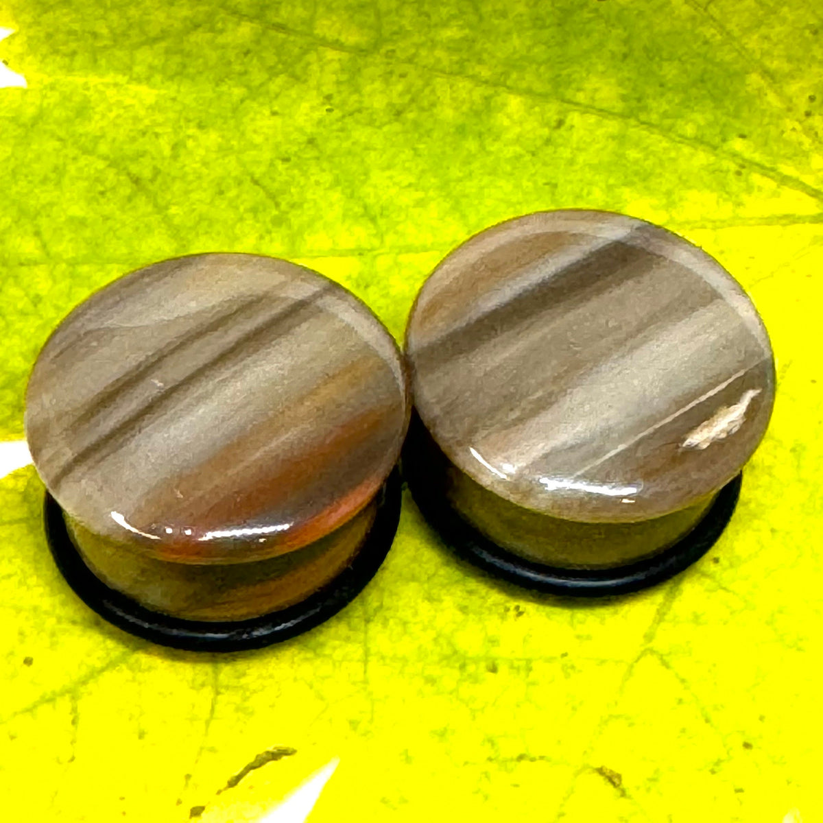 OOAK Petrified Wood Single Flared Stone Plugs – 3/4" (19mm)