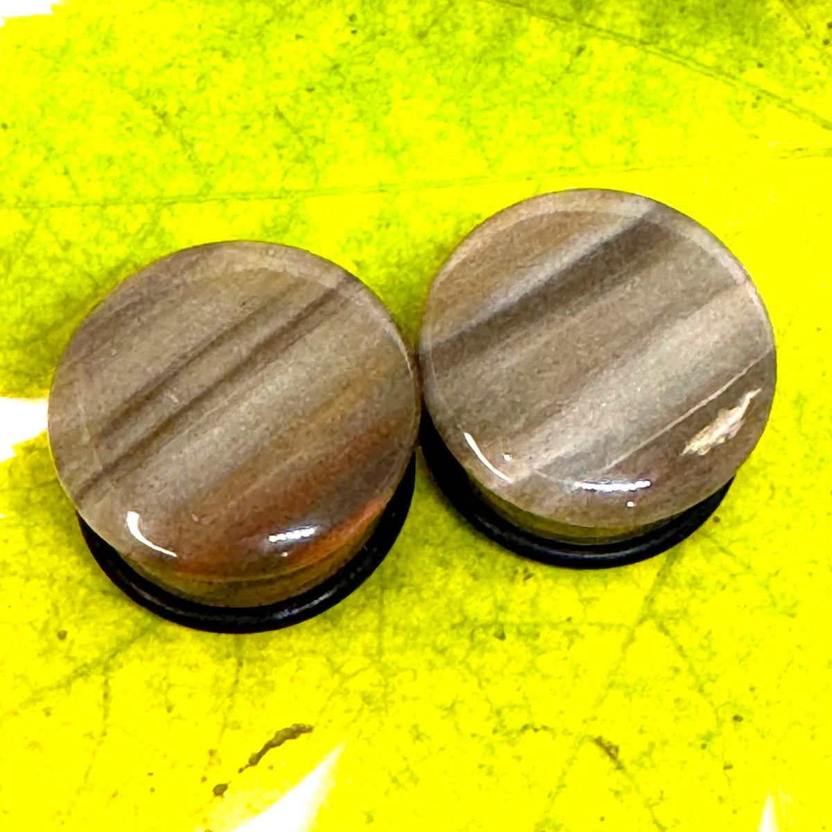OOAK Petrified Wood Single Flared Stone Plugs – 3/4" (19mm)
