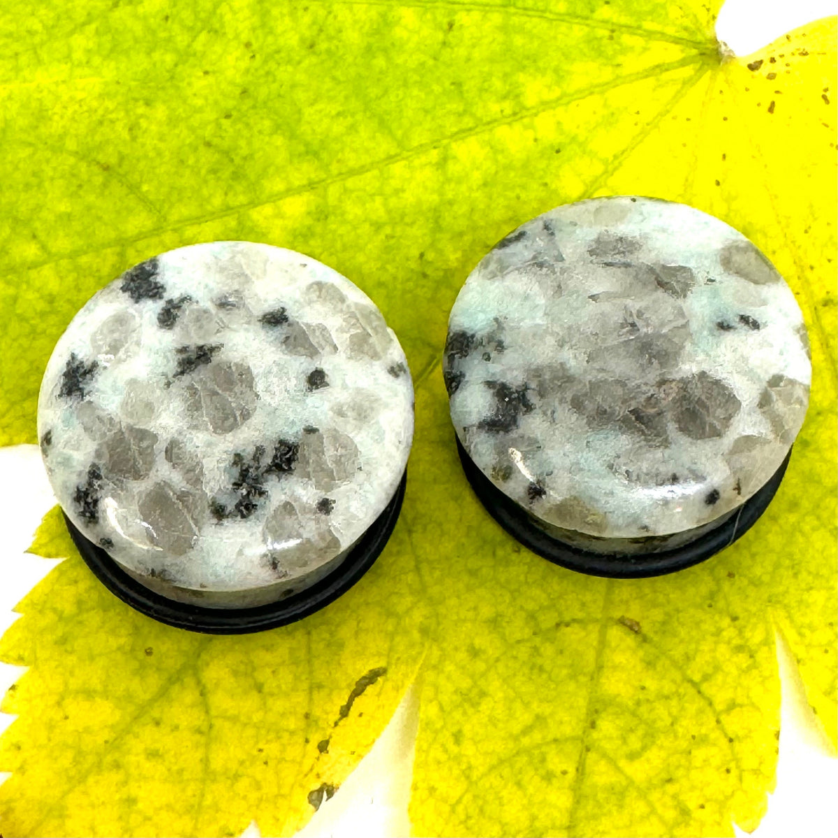OOAK Dalmatian Jasper Single Flared Plugs – 7/8" (22mm)